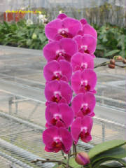 phal_pink18.jpg